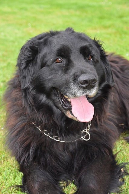 perro raza grande Terranova