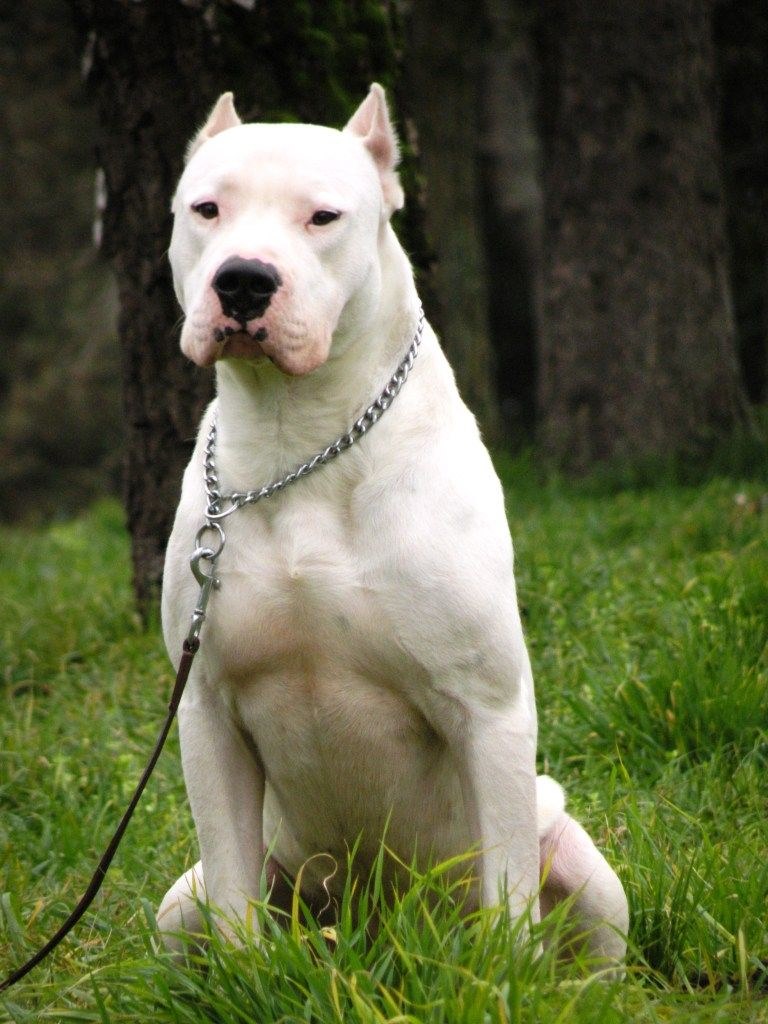 Imagen Dogo Argentino 